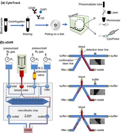 Imaging Antibody Based Techniques Of Ctc Cluster Separation A The Download Scientific