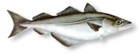 Irish Kitchen Garden - A Connemara Croft: Sustainable local fish - Pollock