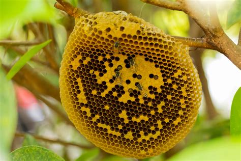 How Do Honey Bees Make Hives LearnBees