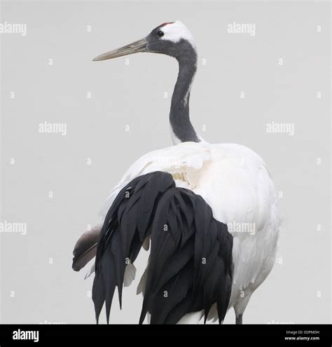 Red Crowned Crane Or Japanese Crane Grus Japonensis Turning Head