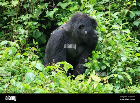 Closeup Portrait Of Endangered Adult Silverback Mountain Gorilla