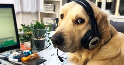 The Instagram Account Is Dedicated To Dogs Working From Home