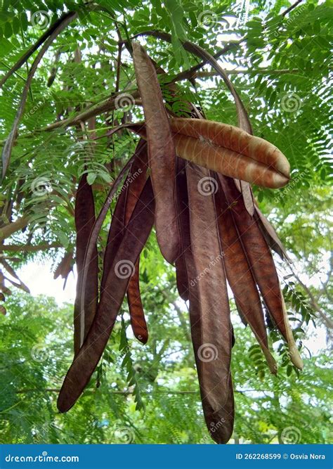 Chinese Petai, Leucaena Leucocephala, Seeds From The Lamtoro Plant ...