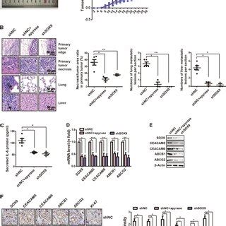 IL 6 JAK1 STAT3 Is Involved In ATP SOX9 Signaling And Cancer Cell