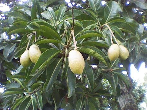 Buah Binjai