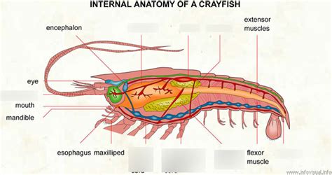 crawfish anatomy pt 2 Diagram | Quizlet