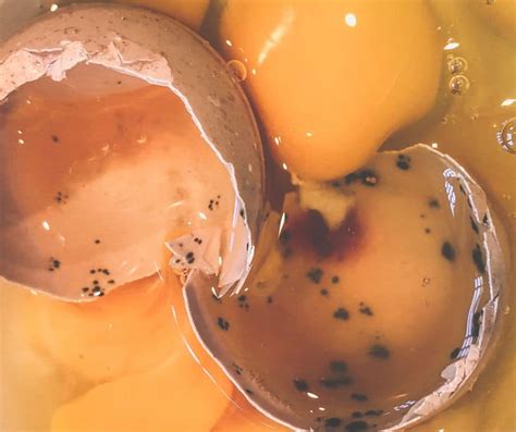 How To Tell If A Chicken Egg Is Rotten A Simple Guide My Favorite