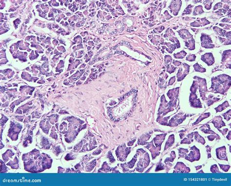 Histology Of Human Pancreas Tissue Stock Image Image Of Biology