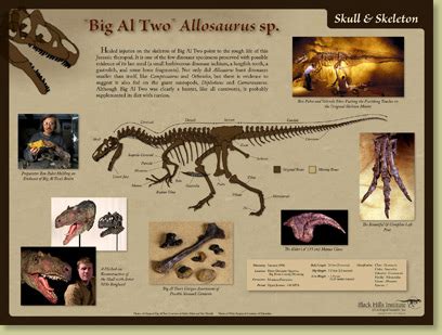 Allosaurus sp. BIG AL TWO Skeleton – Skeleton Poster – Media Display ...