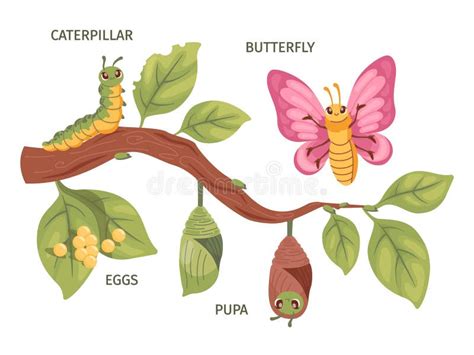 Cartoon Caterpillar Metamorphosis Cute Butterfly Development