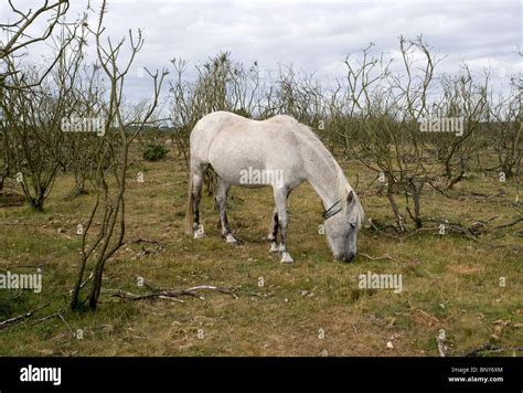 New Forest Pony Stock Photo Alamy