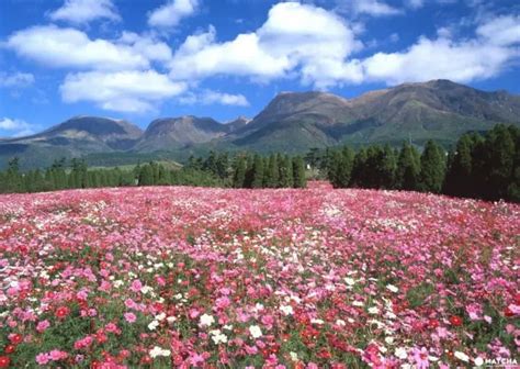 สวนดอกไมคจ Kuju Flower Park ทงดอกไมตระการตาแหงเมองทาเคตะ