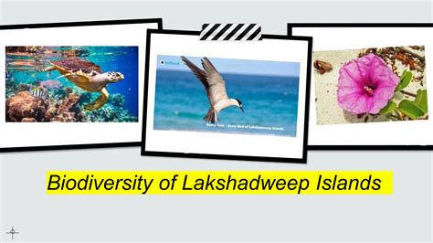 Biodiversity Of Lakshadweep Islands Project Ppt