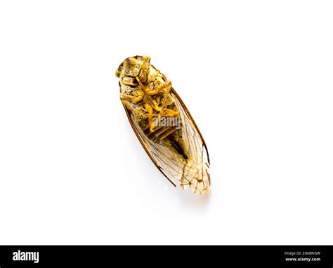 Dried Cicada Isolated On A White Background Stock Photo Alamy