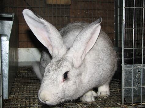 Light Gray Flemish Giant