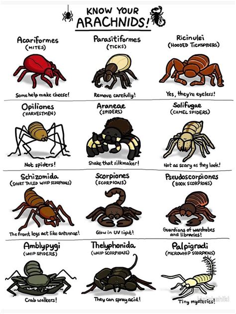 List Of All Arachnids