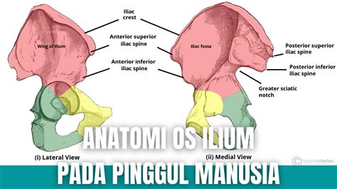 Anatomi Os Ilium Pada Pinggul Manusia Anatomi Tutorial