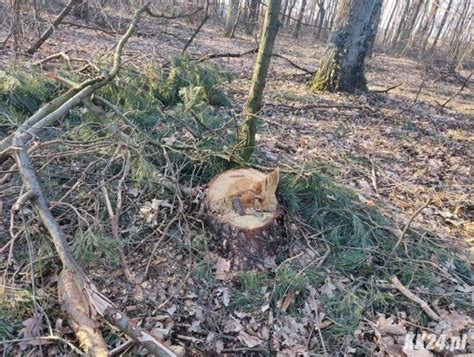 Mieszka Cy Zaniepokojeni Wycink Na Pogorzelcu Nadle Nictwo Zapewnia