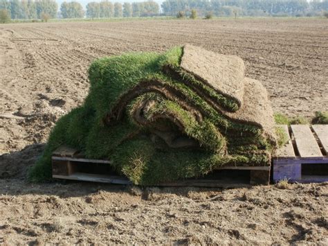 How to Lay Sod - ISR Gardening