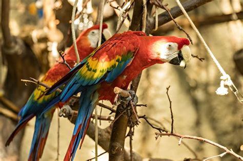 Premium Photo | Macaw parrots in the zoo