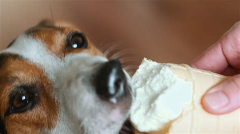 Dog eat, biting and licking ice cream 1274686 Stock Video at Vecteezy