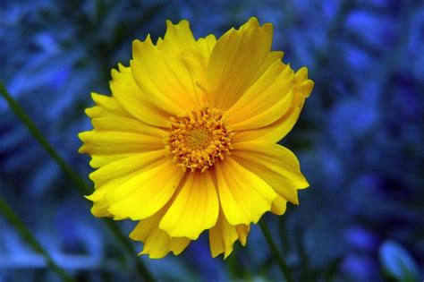 Coreopsis Flower: Meaning, Symbolism, and Colors | Pansy Maiden