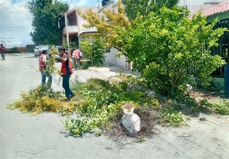 Con más de 150 acciones preventivas de poda de árboles intervienen en