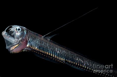 Sloanes Viperfish Photograph By Dant Fenolio