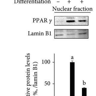 Effect of HNG on the mRNA expression of adipogenic marker genes PPARγ