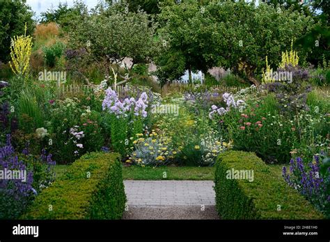 Hedgebox Hedgeleading To Different Garden Areaverbascumcampanula