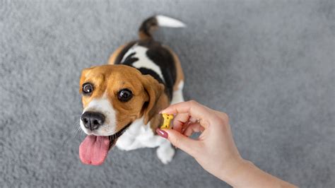 Dicas Para Treinar Seu Cachorro Em Casa Meus Bichos