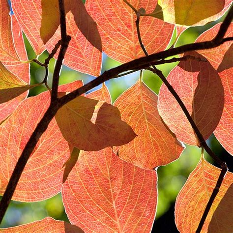 Dogwood Fall Color – Prairie Garden Trust