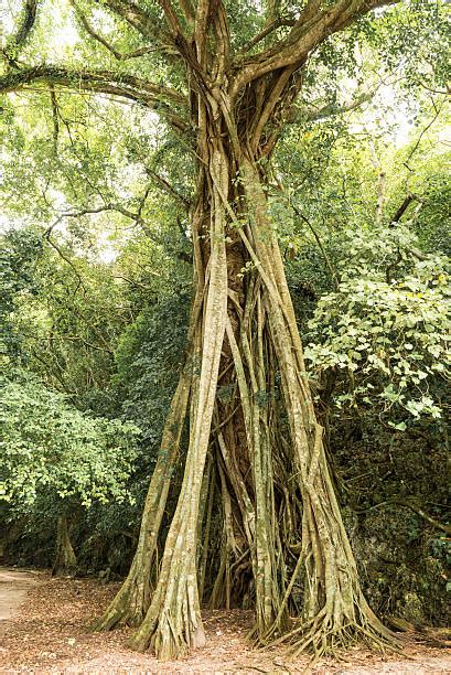 Best Strangler Fig Tree Stock Photos, Pictures & Royalty-Free Images ...