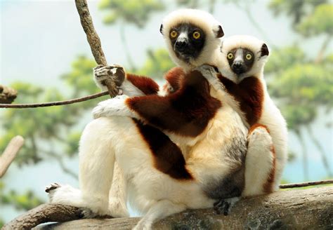 Sifaka The Biggest Animals Kingdom