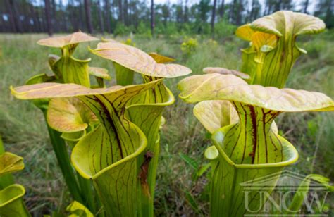 Coastline Roger Shew On The Seven Natural Wonders Of Se Nc Whqr