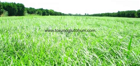 Teff Grass Tohumu Teff Grass Yem Bitkisi Fiyatları Teff Grass Tohumu