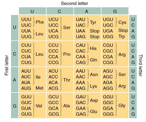 Genetic Code Study Solutions