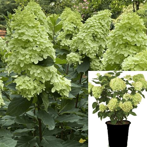 Limelight Prime™ Panicle Hydrangea Paniculata Panicle 41 Off