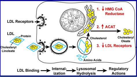 Introduction To Lipids And Lipoproteins Endotext NCBI Bookshelf