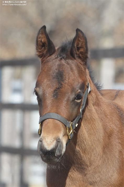 マカヒキの初年度産駒が誕生する 馬産地ニュース 競走馬のふるさと案内所