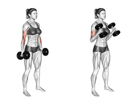 6 Best Bicep Width Exercises With Pictures Inspire US