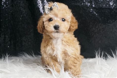 Jimmy Malti Poo Puppy Fdeec Pawrade