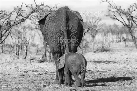 Gambar Gajah Hitam Putih 54 Koleksi Gambar