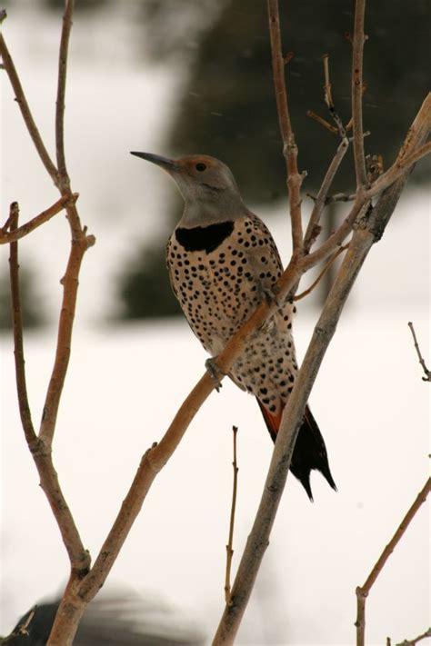 Free Images Tree Nature Branch Looking Wildlife Portrait Beak