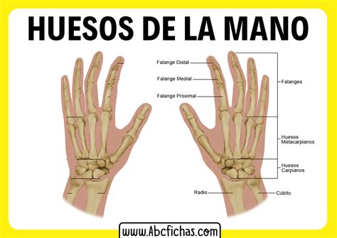 Los Huesos De Las Manos ABC Fichas