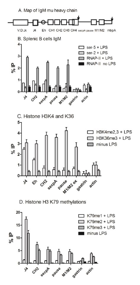 Activation Of Transcription Of The Igh Mu Locus Involves Chromatin Download Scientific Diagram