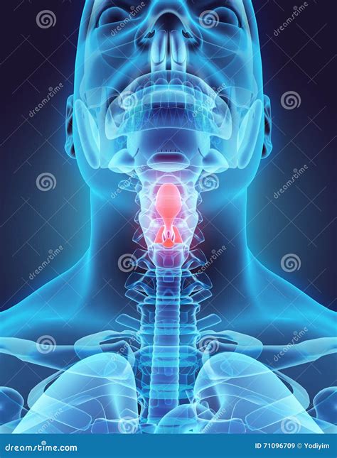 3d Illustration Of Epiglottis Medical Concept Stock Illustration