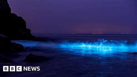 Bioluminescent Plankton Its The Northern Lights Of The Ocean Bbc News