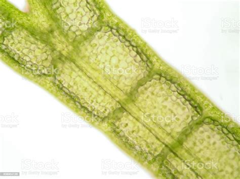 Aquatic Plant Cell Under Microscope View Stock Photo Download Image