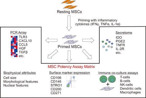 Strategies To Enhance Immunomodulatory Properties And Reduce